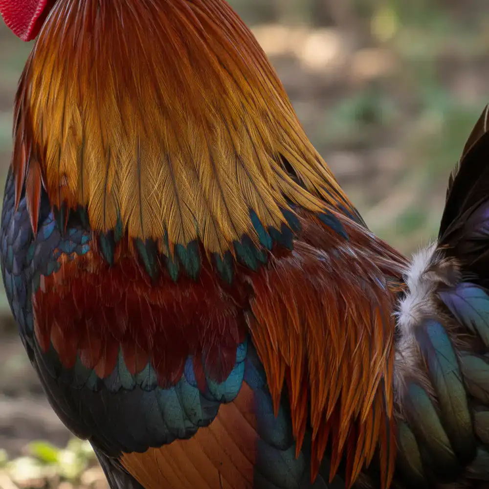 Dettaglio del piumaggio di un gallo ornamentale